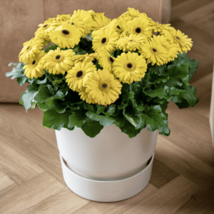 Joybera Atmosphere 29 HR XL