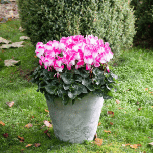 Super Serie Fusion 01 HR XL