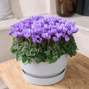 Cyclamen Dragon Blue 01 HR XL