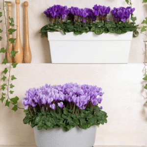 Cyclamen Dragon Blue 03 HR XL