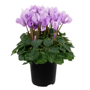 Cyclamen Dragon Blue LR XL