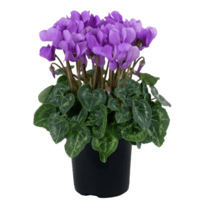 Cyclamen Dragon Deep Blue HR XL