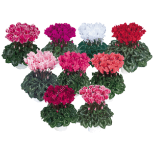 Cyclamen Halios Curly