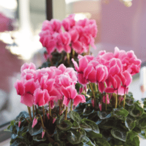 Cyclamen Halios Curly Litchi Fucsia