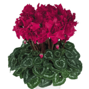 Cyclamen Halios Curly Magenta