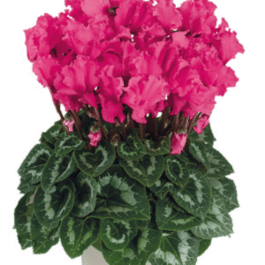 Cyclamen Halios Curly Rose Indie