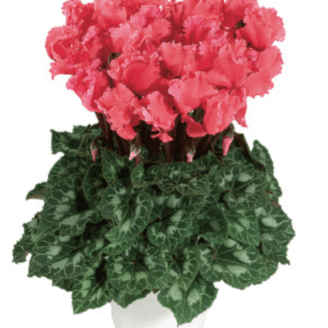 Cyclamen Halios Curly Salmon