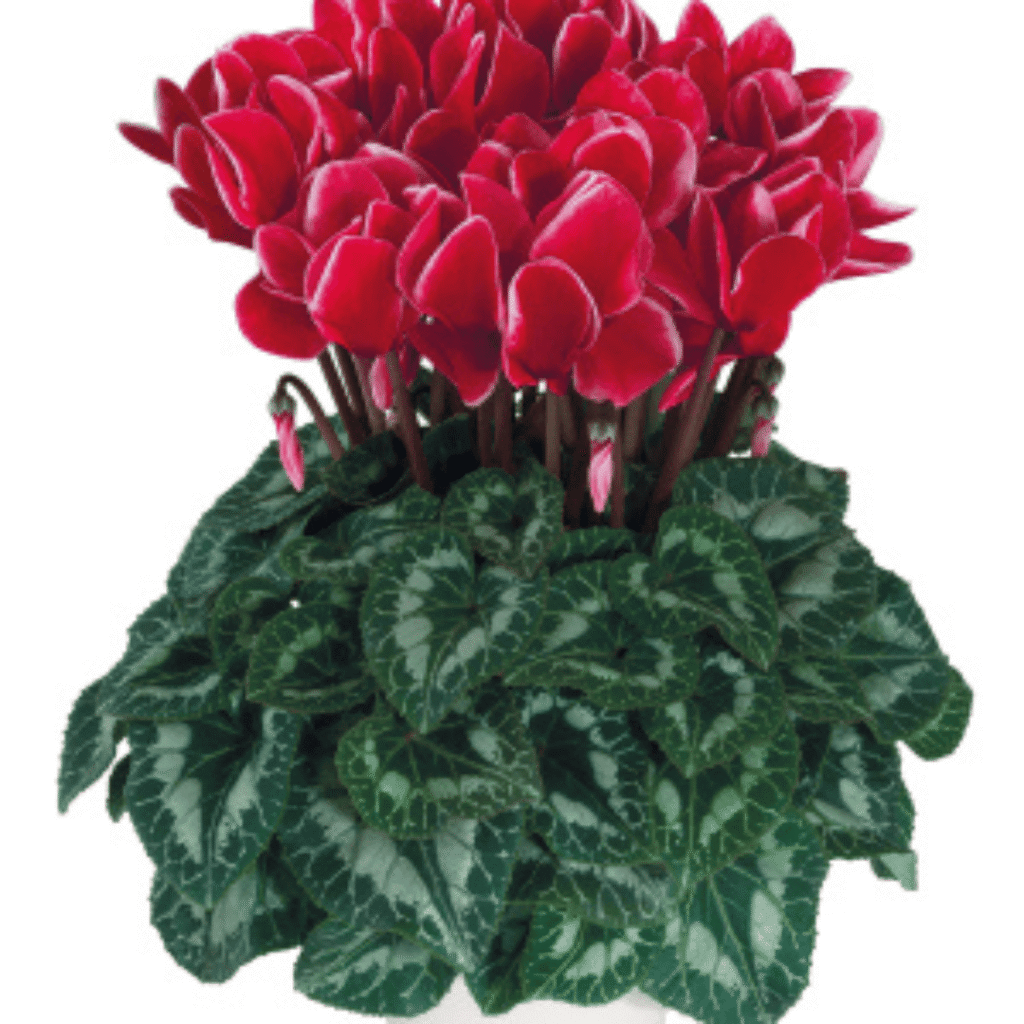 Cyclamen Halios Red Satisfaction