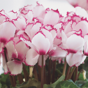 Cyclamen Halios Victoria 2