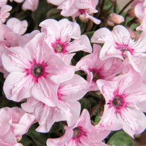 Cyclamen Illusia 05 HR XL