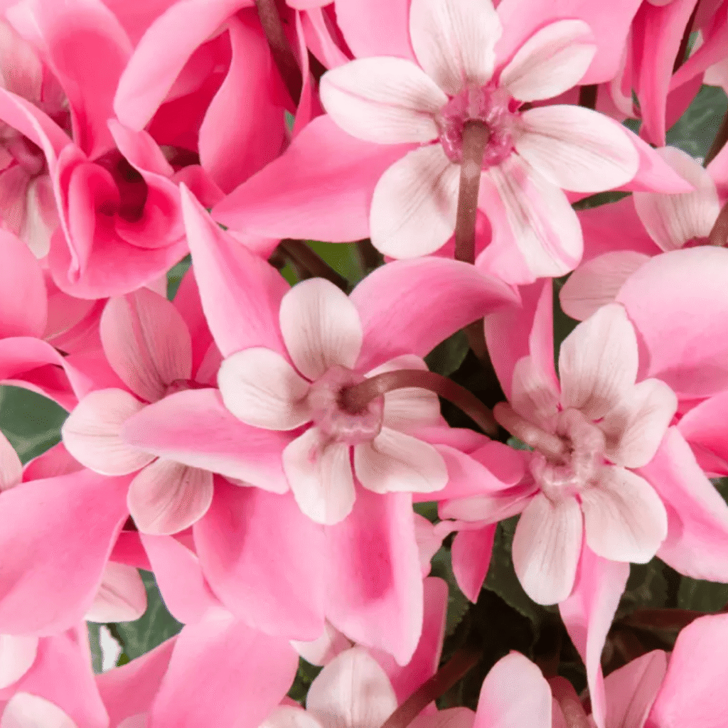 Cyclamen Mini Super Serie Djix