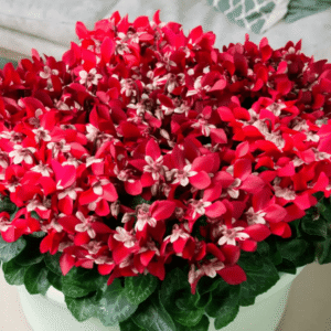 Cyclamen Mini Super Serie Djix Interior