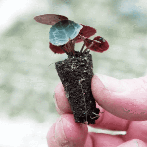 Cyclamen Mini Super Serie Djix Plantula