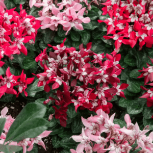 Cyclamen Super Serie Djix Mix LR