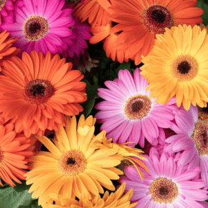 Joybera Atmosphere 16 HR XL