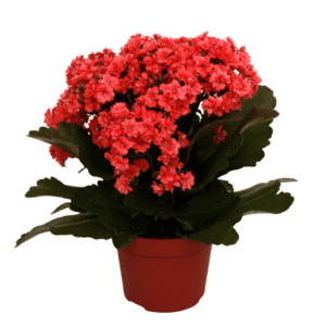 Kalanchoe Rosalina Don Eloy