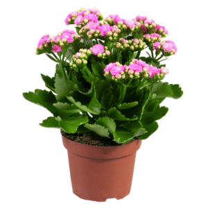 Kalanchoe Rosalina Don Nando