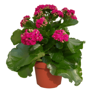 Kalanchoe Rosalina Don Pepito