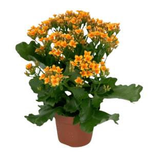 Kalanchoe Sunglow Passion