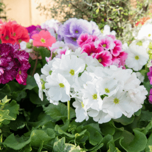 Primula Original 01 XL