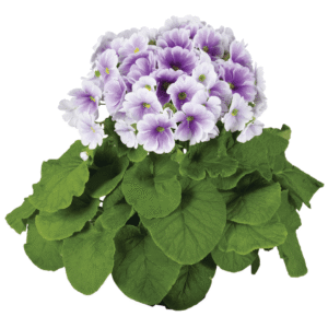 Primula Touch Me F1 Blue White XL