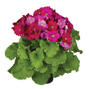 Primula Touch Me F1 Magenta XL