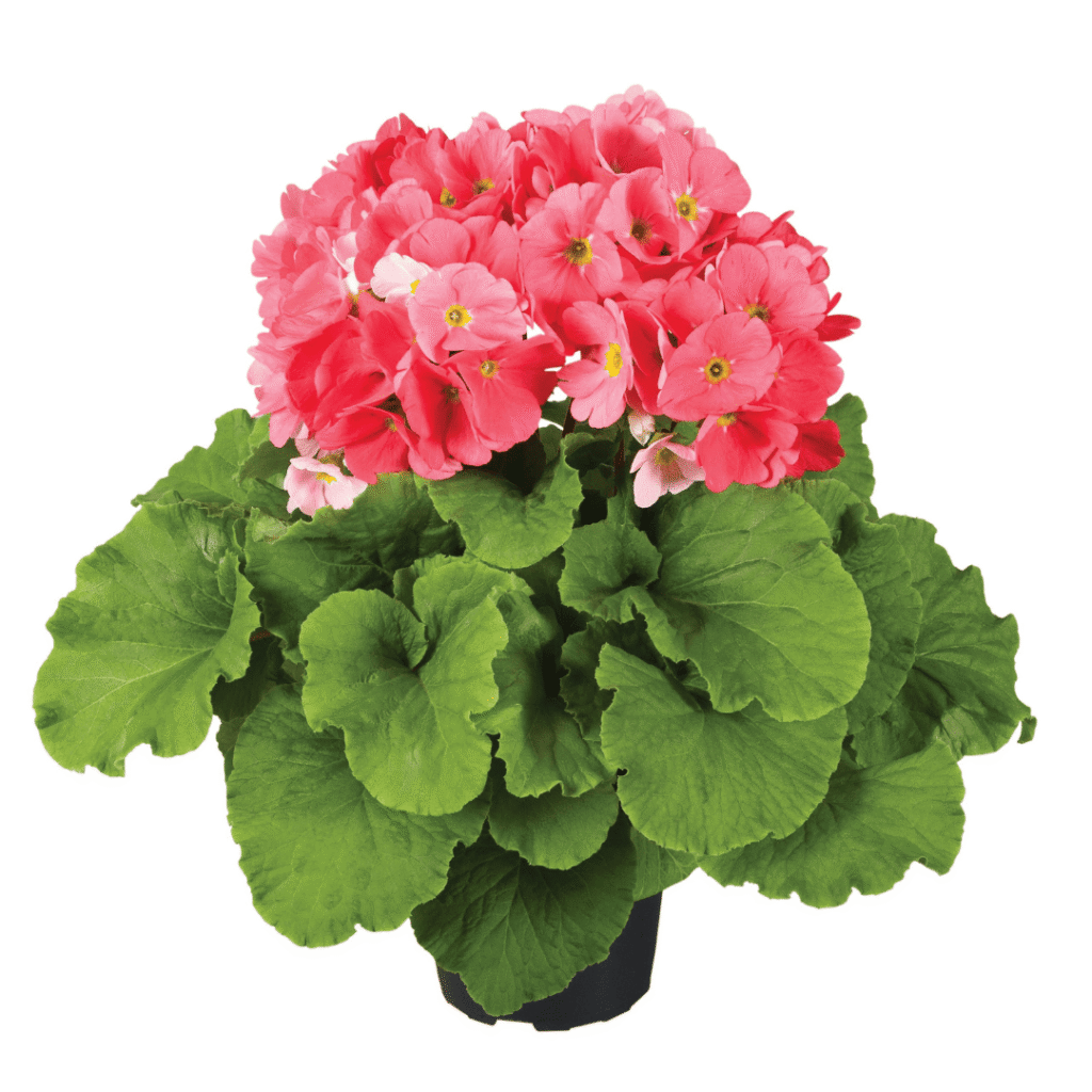 Primula Touch Me F1 Pink XL