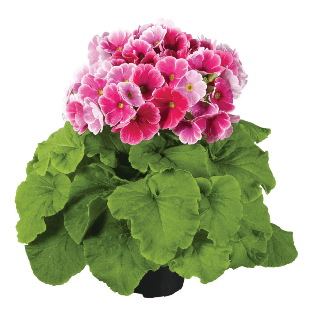Primula Touch Me F1 Red White XL