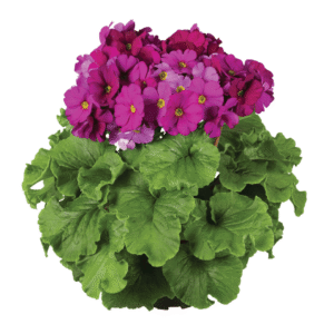 Primula Touch Me F1 Violet XL