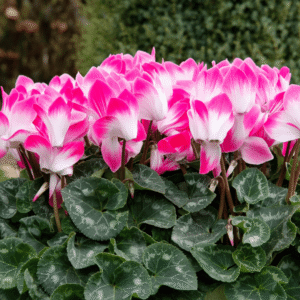 Super Serie Fusion 02 HR XL