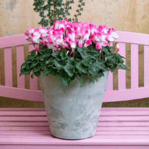 Super Serie Fusion 03 HR XL