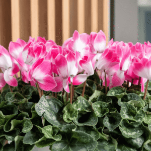 Super Serie Fusion 6 HR XL