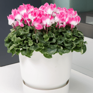 Super Serie Fusion 7 HR XL