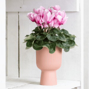 Super Serie Leopardo 03 HR XL