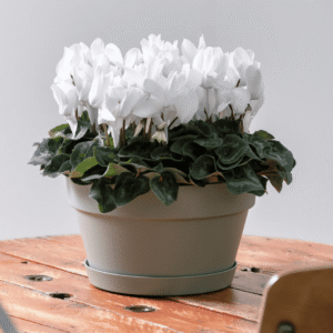 Super Serie Leopardo 06 HR XL