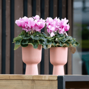 Super Serie Leopardo 07 HR XL