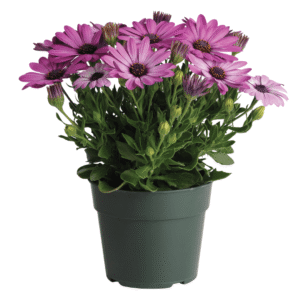 Akila Lavender Osteospermum
