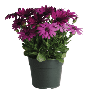 Akila Purple Osteospermum