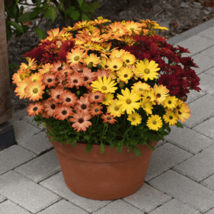 Akila Sunset Shades Osteospermum