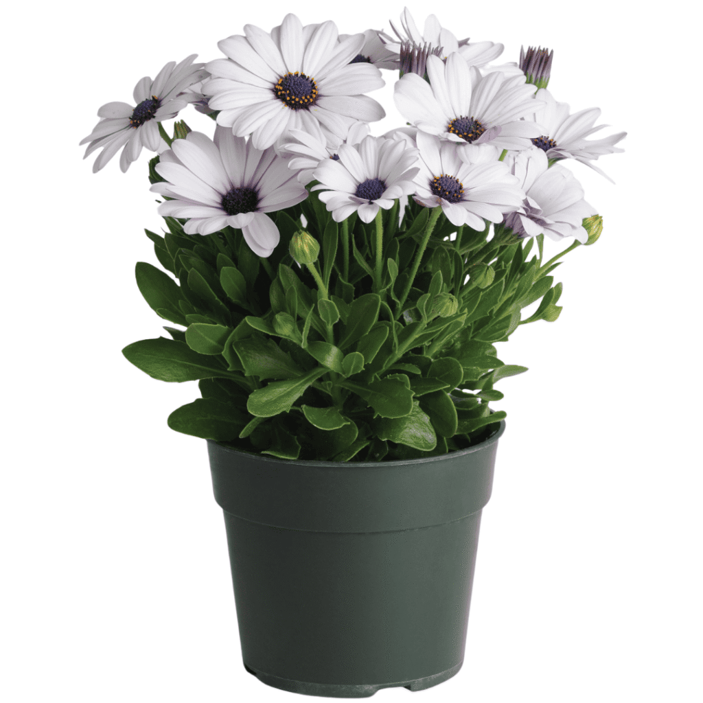 Akila White Osteospermum