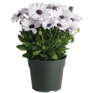 Akila White Osteospermum
