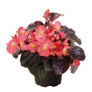 Begonia BIG Pink Bronze Leaf