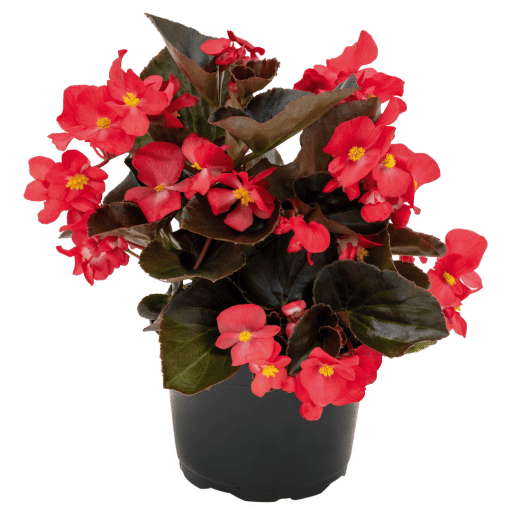 Begonia BIG Red Bronze Leaf