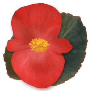 Begonia BIG Red Bronze Leaf - Detalle