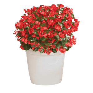Begonia BIG Red Green Leaf