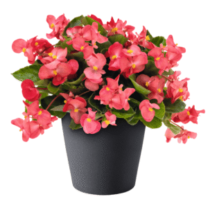 Begonia BIG Rose Green Leaf