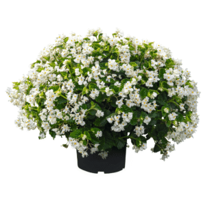 Begonia BIG White Green Leaf