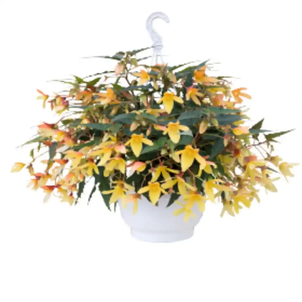 Begonia Groovy Melow Yellow