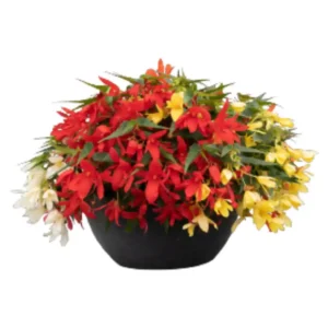 Begonia Groovy Mix