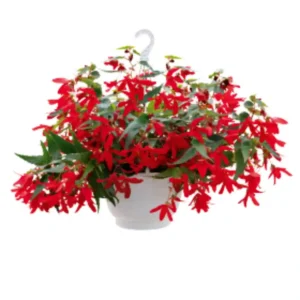 Begonia Groovy Red